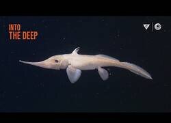 Enlace a Criaturas fascinantes del mar que quizás no sabías que existían