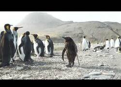 Enlace a Cuando tienes ese típico día que te levantas despeinado