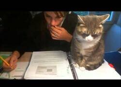 Enlace a Tratando de estudiar con un gato al lado