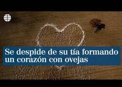 Enlace a Se despide de su tía fallecida formando un corazón con ovejas