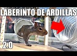 Enlace a Construye un laberinto en su jardín para poner a prueba a las ardillas