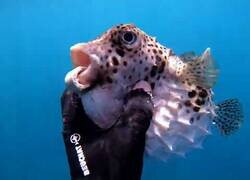 Enlace a Un buzo ayuda a un pez globo