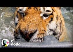 Enlace a El tigre que no quería salir de su piscina
