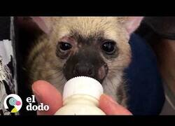 Enlace a Así es cuidar de una pequeña hiena