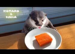 Enlace a Tan solo nutrias comiendo salmón