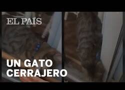 Enlace a Un gato le abre la puerta a su dueña que había salido sin llaves