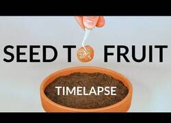 Enlace a Viendo crecer una planta de tomate en 120 días