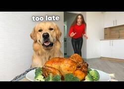 Enlace a ¿Qué pasa si dejas a un perro y a un gato a solas con un pollo asado?