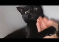 Enlace a Practicando Kung Fu con gatos