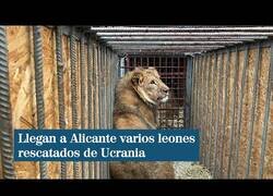 Enlace a Llegan a Alicante leones refugiados de Ucrania
