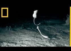 Enlace a Ratas 'ninja' esquivan ataques de serpiente