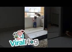 Enlace a Un gato mantiene a salvo a un niño