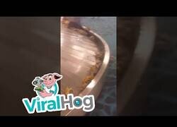 Enlace a Cangrejos invaden un aeropuerto