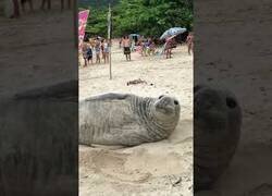 Enlace a Encuentran un elefante marino varado en una playa
