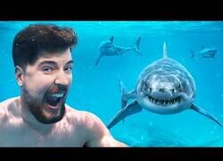 Enlace a Mr. Beast se atreve a nadar con tiburones