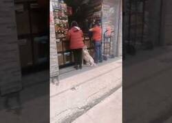 Enlace a Un perro se pone a pedir a cada cliente que se acerca a esta tienda