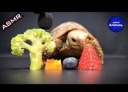 Enlace a El ASMR de una tortuga comiendo vegetales