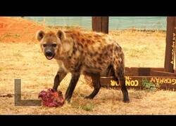 Enlace a El extraño ruido de risa que hacen las hienas