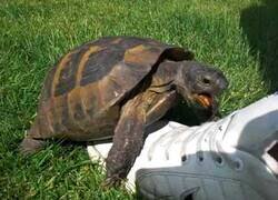 Enlace a Una tortuga hace el amor con un zapato