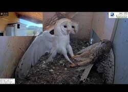 Enlace a Un halcón intenta atacar un nido de búhos