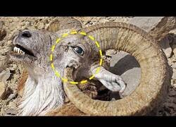 Enlace a Animales que pueden suicidarse