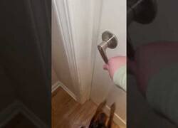 Enlace a El perro realmente entusiasmado por encontrar a su dueño