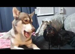 Enlace a Estos perros tienen una relación de amor-odio