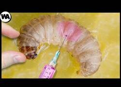 Enlace a ¿Cómo se convierte una Abeja Ordinaria en Abeja Reina?