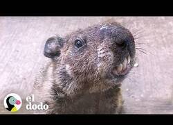 Enlace a El mejor amigo de esta marmota es un humano