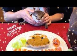 Enlace a Una nutria celebra su cumpleaños