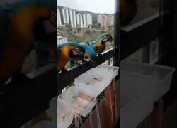 Enlace a La mujer a la que le visitaban 5 guacamayos todas las mañanas