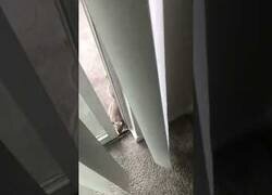 Enlace a Una ardilla entra en casa solo para robar nueces