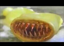 Enlace a La película más terrorífica de la historia: El Preservativo Asesino