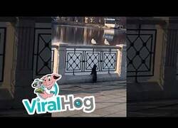 Enlace a Una gaviota se caga encima de un gato