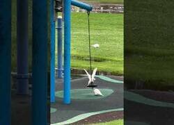 Enlace a Cotorras juegan en un parque infantil