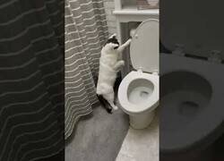 Enlace a El gato que sabía tirar de la cadena