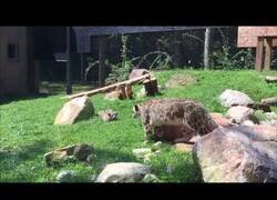 Enlace a Un bebé leopardo asusta a su madre