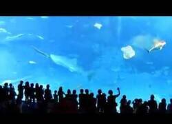 Enlace a Por esto no debes hacer fotos con flash en los acuarios