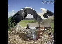 Enlace a Una cigüeña expulsa del nido a una de sus crías