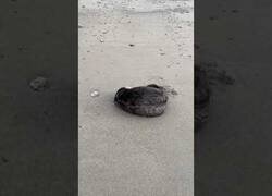 Enlace a Interrumpiendo la siesta de una nutria marina