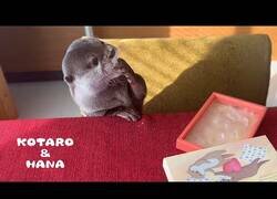 Enlace a ¿Les gusta a las nutrias el chocolate?