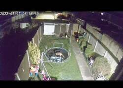 Enlace a Cámara de seguridad capta a unos zorros jugando en una cama elástica