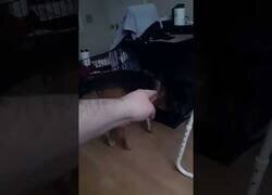 Enlace a ¿Tu perro no tiene ojos? No hay problema...