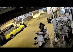 Enlace a Un perro roba una sandalia