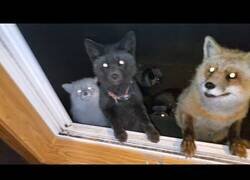 Enlace a Muchos zorros vienen a visitarme