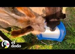 Enlace a El burro huérfano que no quería ser amigo de nadie