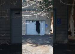 Enlace a Un oso sale por la ventana de un garaje e intenta volver a entrar
