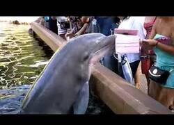 Enlace a Fails llegados directamente de la naturaleza