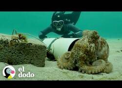 Enlace a Ayudando a un pulpo a cuidar de sus huevos