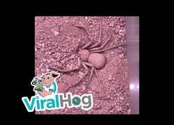 Enlace a La araña que se entierra a sí misma